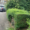 Greencare tree & garden care
