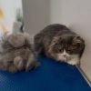 The Purring Parlour